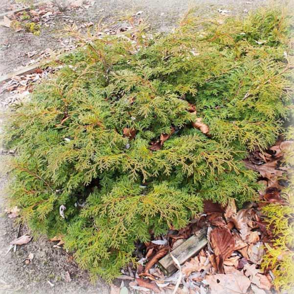 Кипарисовик тупий Пігмея (Pygmaea)