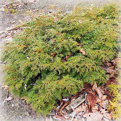 Кипарисовик тупий Пігмея (Pygmaea)