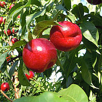 Нектарин  Біг Хейвен