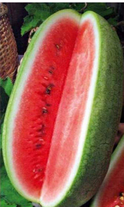 Насіння кавуна Чарльстон Грей 10 грам, фото 1