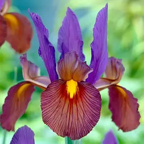 Ірис голландський (Ксіфіум) Tigereye 3 цибулини/пач., фото 3