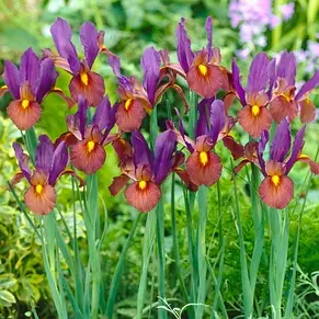 Ірис голландський (Ксіфіум) Tigereye 3 цибулини/пач., фото 4