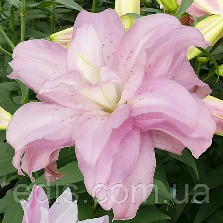 Лілія орієнтальна махрова Lotus Spring 1 цибулина 14/16, фото 1