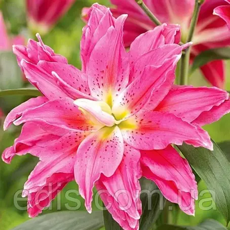 Лілія орієнтальна махрова Roselily Julia 1 цибулина 14/16, фото 1