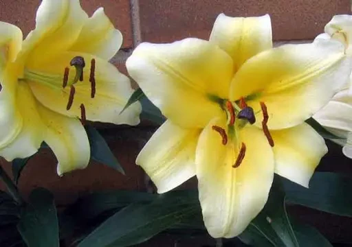 Лілія Манісса - Manissa 20/22, 1шт, ОТ Гібрид