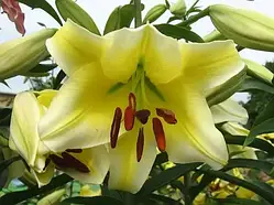 Лілія Конка Дор - Conca d'Or 20/22, 1шт, ОТ Гібрид