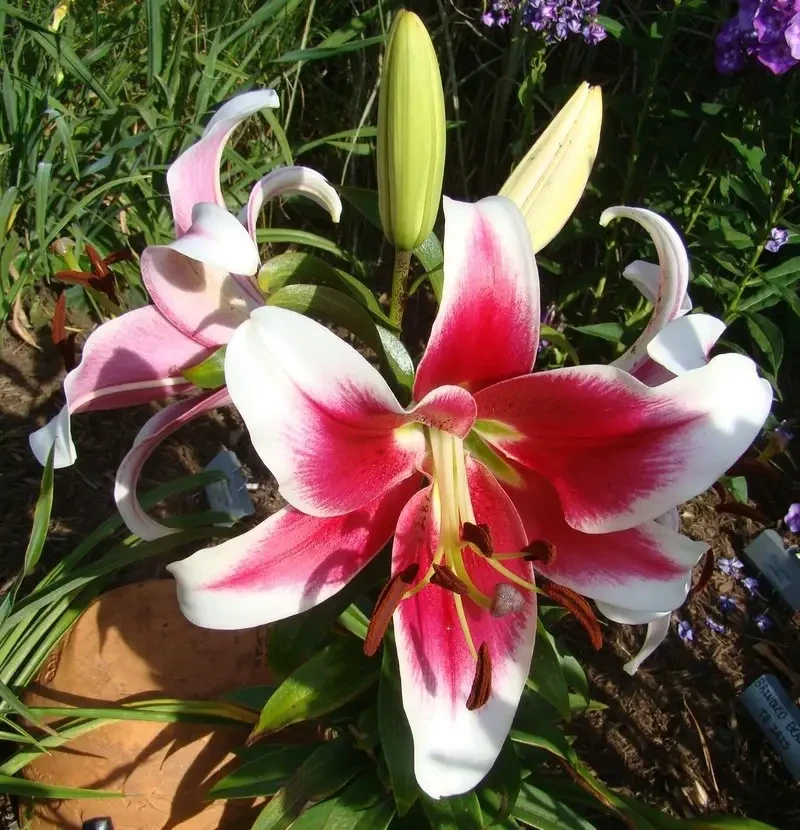 Лілія Кенді Клаб - Сandy Сlub 18/20, 1шт, ОТ Гібрид