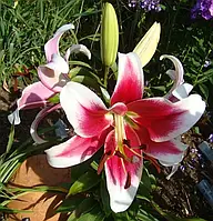 Лілія Кенді Клаб - Сandy Сlub 18/20, 1шт, ОТ Гібрид