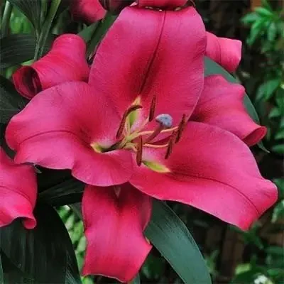 Лілія Карбонеро - Сarbonero 20/22, 1шт, ОТ Гібрид, фото 1