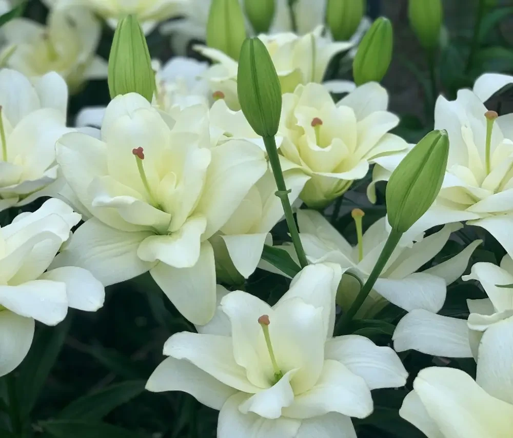 Лілія Бельведер - Belvedere 18/20, 1шт, ЛА Гібрид