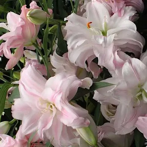 Лілія Амістад - Amistad 18/20, 1шт, Орієнтально-махрова