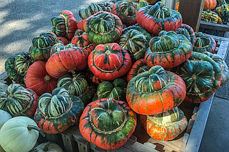 Гарбуз Турецький тюрбан декоративний 5 шт