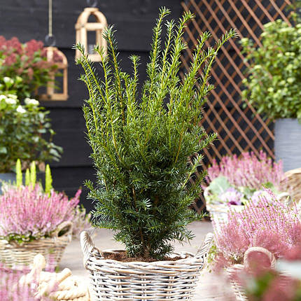 Тис ягідний Бест Хедж  / С2 / h 40-50 / Taxus baccata Best Hedge, фото 1