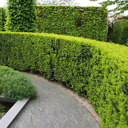 Тис ягідний Бест Хедж  / С2 / h 40-50 / Taxus baccata Best Hedge, фото 2