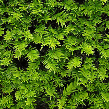 Тис ягідний Бест Хедж  / С2 / h 40-50 / Taxus baccata Best Hedge, фото 3