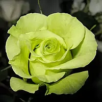 Троянда Грін Фешн