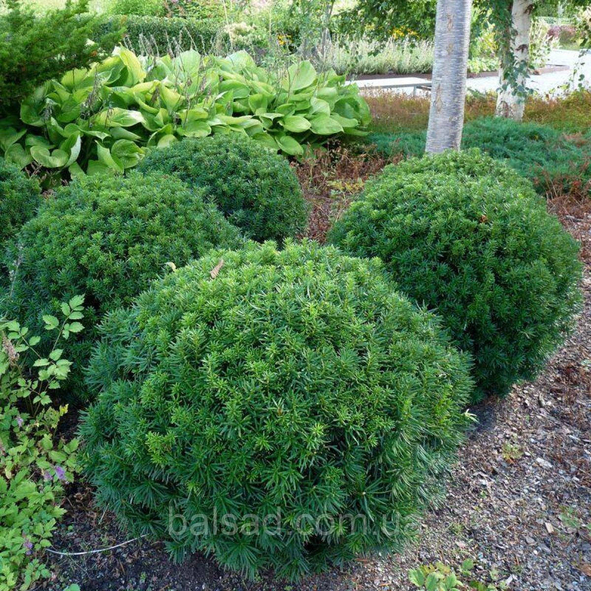 Тис гостролистий Нана / h 15-20 / Taxus cuspidata Nana