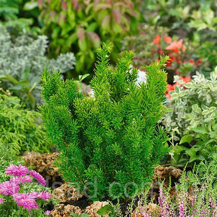 Тис гостролистий Нана / h 15-20 / Taxus cuspidata Nana, фото 3