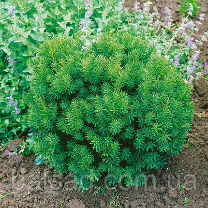 Тис гостролистий Нана / h 15-20 / Taxus cuspidata Nana, фото 4