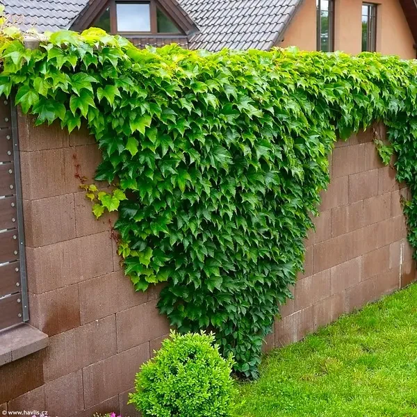 Декоративний виноград Вічі P9, фото 1