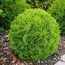 Туя західна Літл Чемпіон / Thuja occidentalis Little Champion