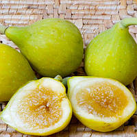 Інжир Медовий 2-х річний