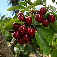Вишня колоновидна Королева