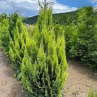 Кипарисовик Лавсона Алюмі голд  Р9