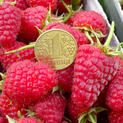 Малина Королівська Влада, фото 1