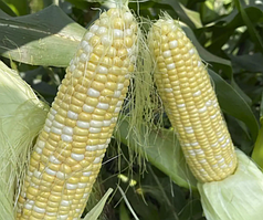 Насіння кукурудзи цукрової Дефендер F1,  (біколор),2500 насінин, Spark Seeds