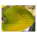 Хоста Glad Tidings, фото 4