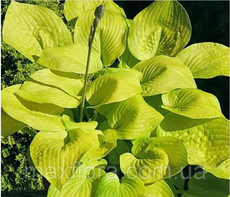 Хоста Glad Tidings, фото 1