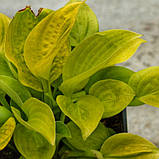 Хоста Glad Tidings, фото 7