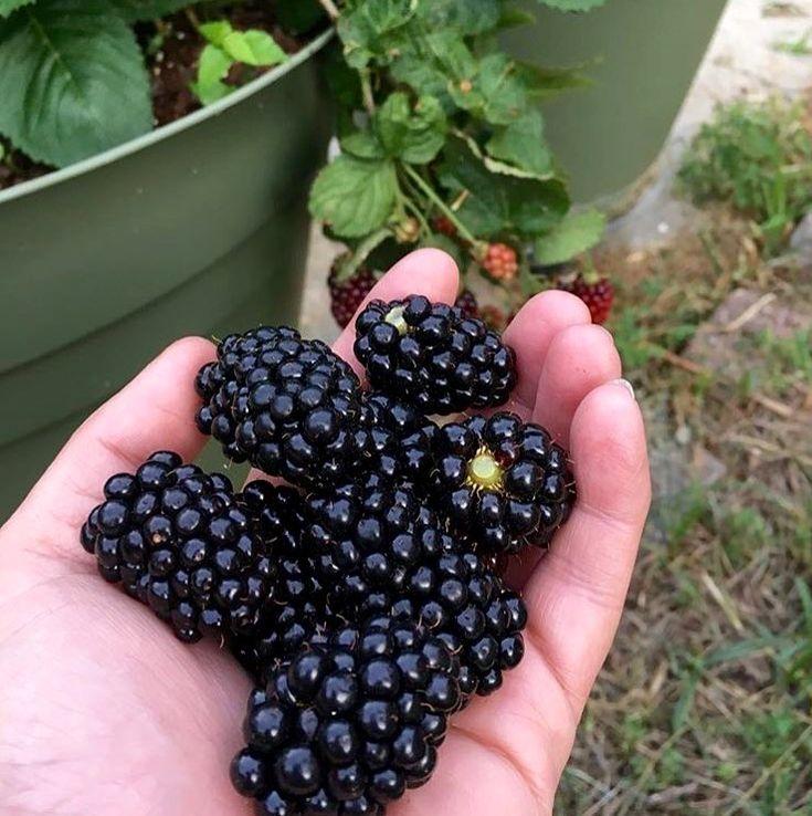 Ожина Блек Джем