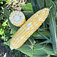 Насіння кукурудзи цукрової Казіно F1,2500 насінин, Spark Seeds, фото 3