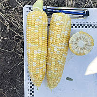 Насіння кукурудзи цукрової Казіно F1,2500 насінин, Spark Seeds