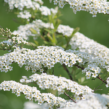 Спірея сіра Грефшейм Р9