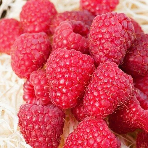 Малина Коник-Горбоконик, фото 1