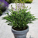 Хоста Praying Hands, фото 5