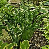 Хоста Praying Hands, фото 2