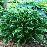 Хоста Praying Hands, фото 6