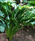 Хоста Praying Hands, фото 7