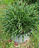 Хоста Praying Hands, фото 9