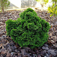 Кипарисовик тупий Нана Глацилис Р9