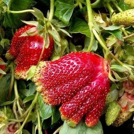 Полуниця суниця Купчиха