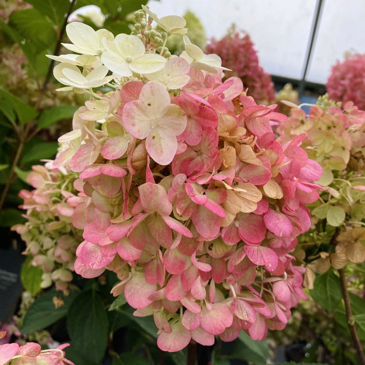 Гортензія волотиста Пінкі Проміс Р9, фото 1