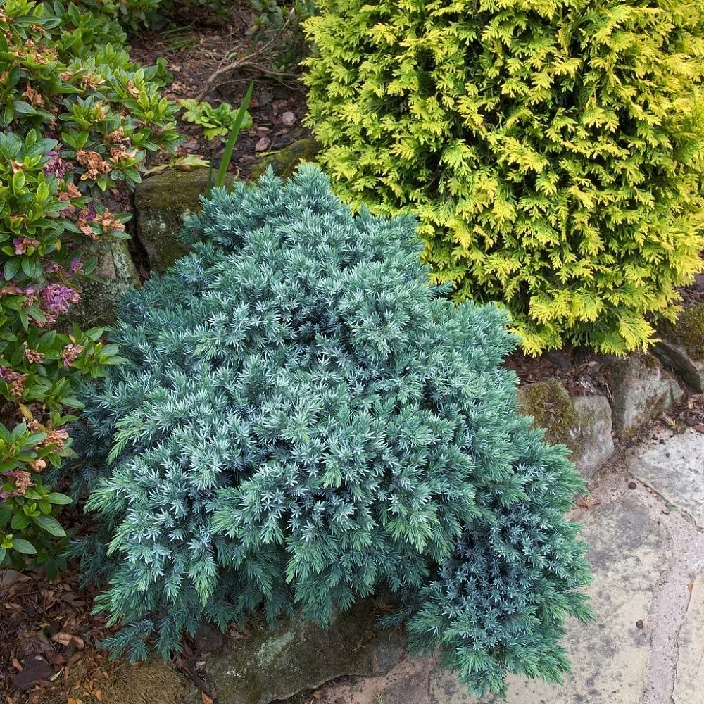 Ялівець лускатий Блю Стар 3-х річний С1,5