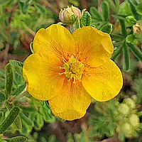 Перстач кущовий Белла Сол Р9