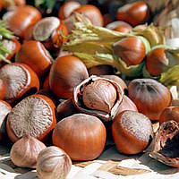 Фундук Вебба Цінний (двухрічний)