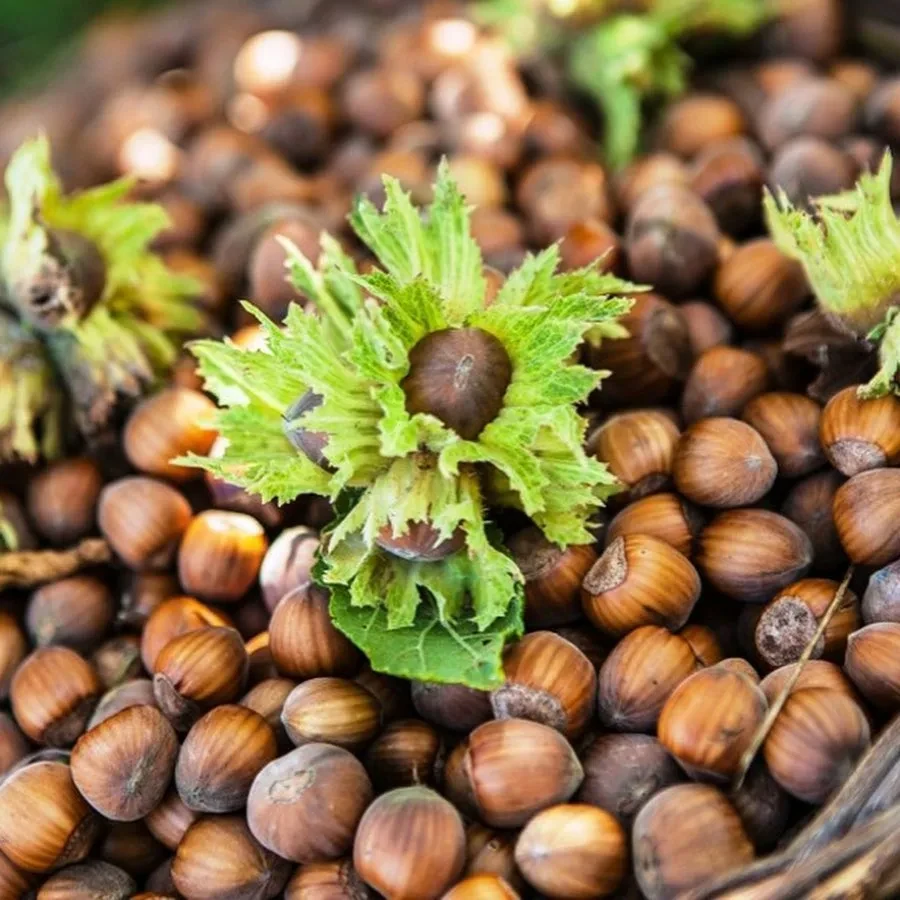 Фундук Барселонський (двухрічний), фото 1